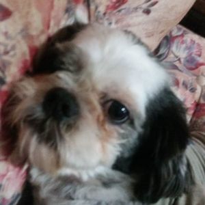 Meet your Posher, Shelly